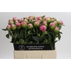 Paeonia Jacorma