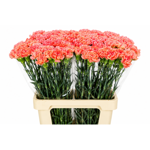 Dianthus St Goopy Geer