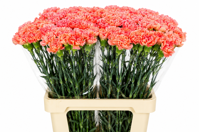 <h4>Dianthus St Goopy Geer</h4>
