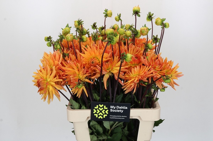 Dahlia ludwig Helfort