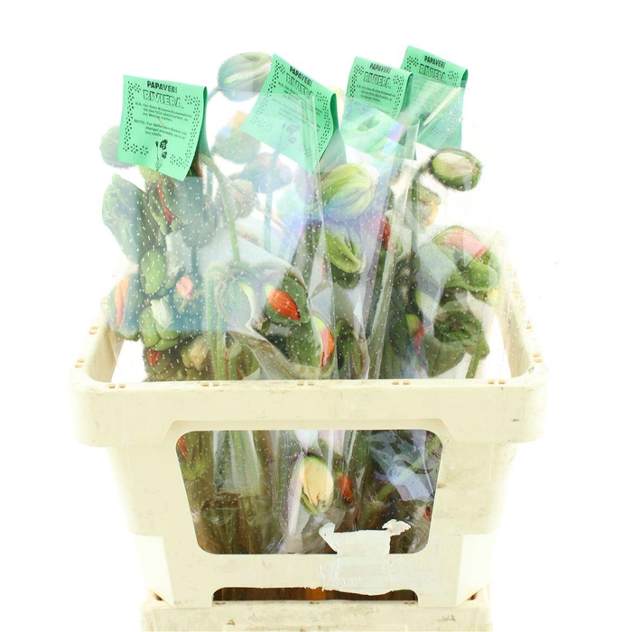 <h4>Papa Or Pizzicato</h4>