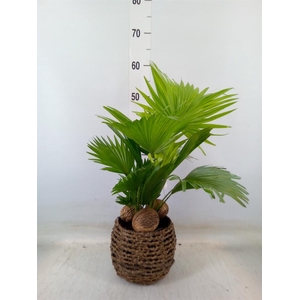 Livistona rotundifolia