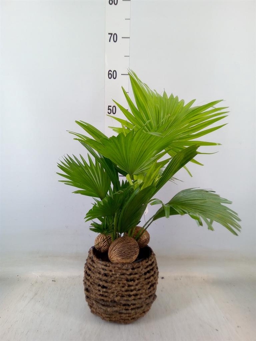 <h4>Livistona rotundifolia</h4>