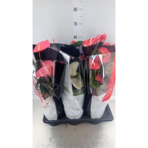 Anthurium   ...mix