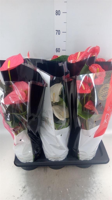 <h4>Anthurium   ...mix</h4>