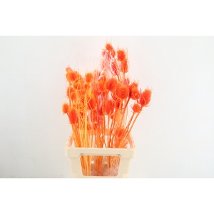 DF Dipsacus Li.Orange Bs 130g