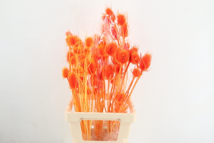 <h4>DF Dipsacus Li.Orange Bs 130g</h4>