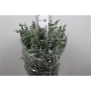 Euc Baby Blue Per Bunch 200 Gram