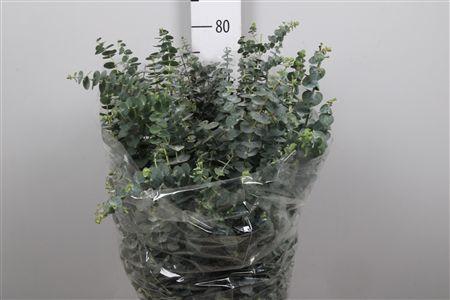 <h4>Euc Baby Blue Per Bunch 200 Gram</h4>