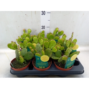 Opuntia humifusa