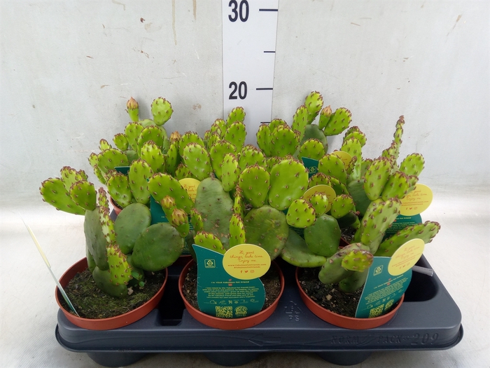 <h4>Opuntia humifusa</h4>
