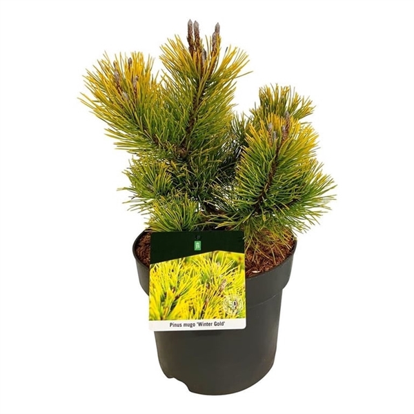 <h4>Pinus mugo 'Winter Gold'</h4>