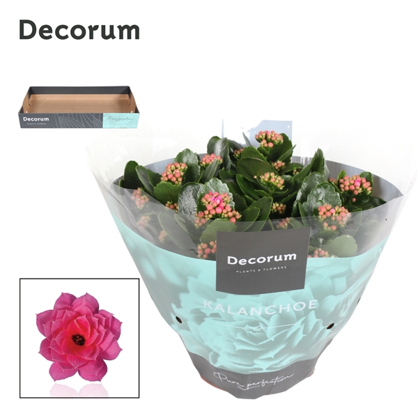 <h4>Kal bf Serenity Pink</h4>