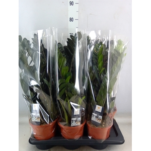 Zamioculcas zamiifolia 'Dowon'