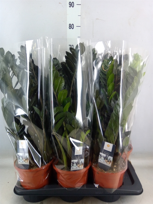 <h4>Zamioculcas zamiifolia 'Dowon'</h4>