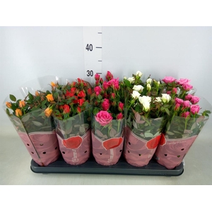 Rosa  'Star Roses'   ...mix 4