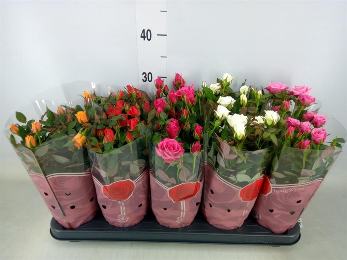 <h4>Rosa  'Star Roses'   ...mix 4</h4>