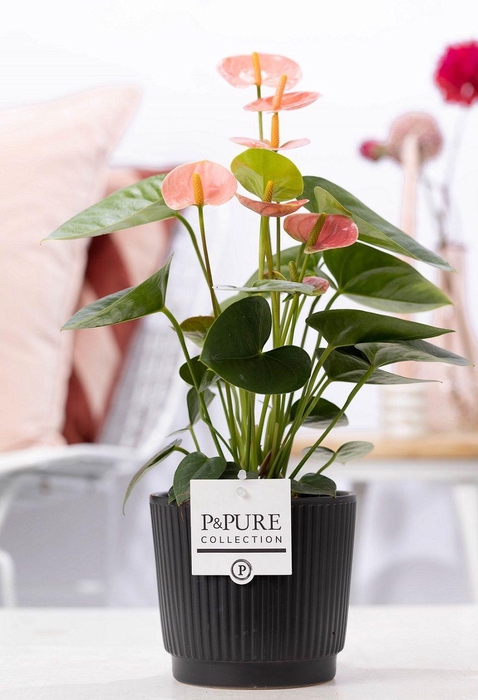 <h4>Anthurium pink (Spirit) in P&PURE Liv ceramics matt black</h4>