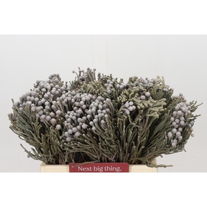 Kaaps Groen Silver Brunia