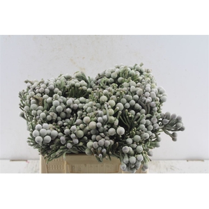 Kaaps Silver Brunia