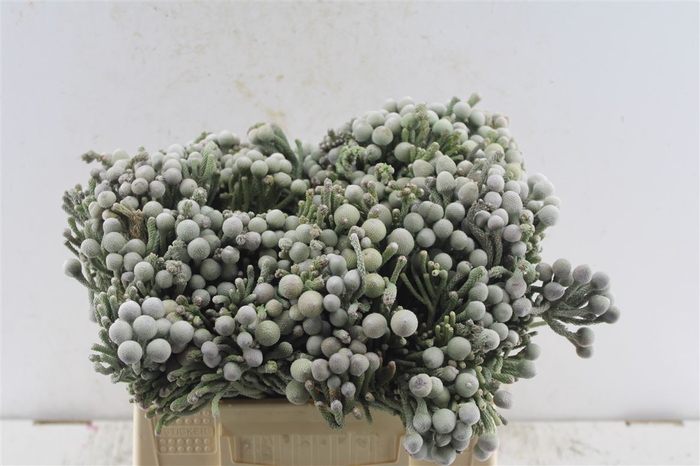 <h4>Kaaps Silver Brunia</h4>