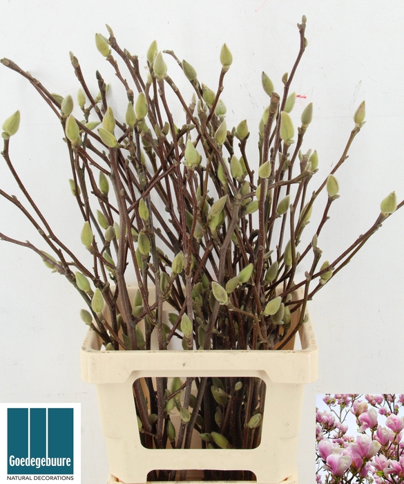 <h4>MAGNOLIA OV</h4>