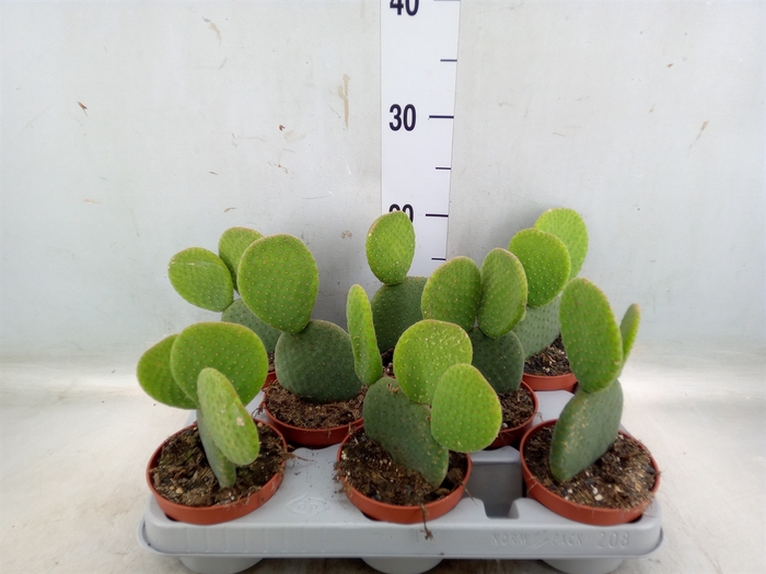 <h4>Opuntia</h4>