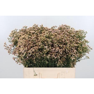 LIM SIN SENSY NECTARINE 18GR