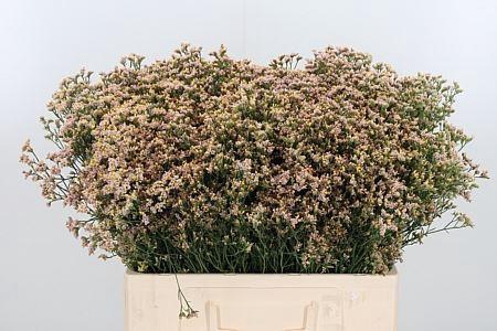 <h4>LIM SIN SENSY NECTARINE 18GR</h4>