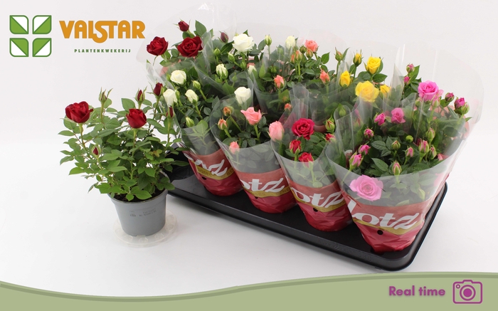 <h4>RO LOTZ OF GEM 6 KL</h4>