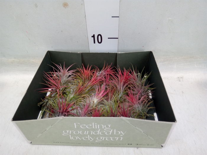 <h4>Tillandsia</h4>