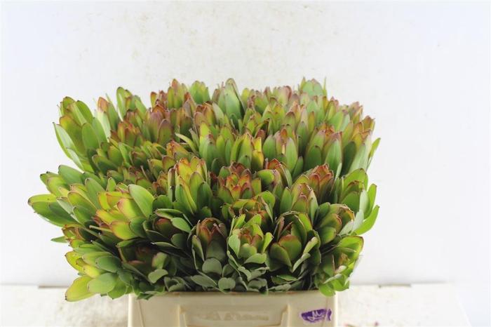 <h4>Leucad Saf Goldstrik</h4>