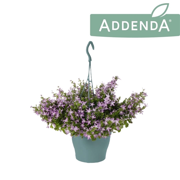 <h4>Campanula Adansa Pink Hangpot</h4>