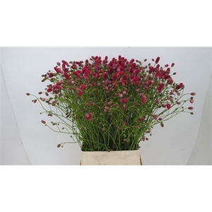Sanguisorba Off Arnhem