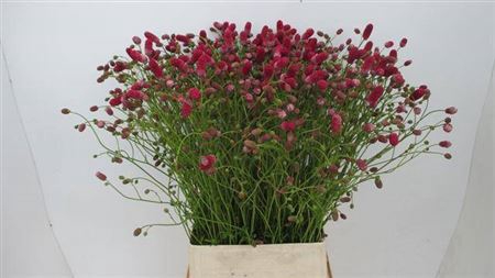 <h4>Sanguisorba Off Arnhem</h4>