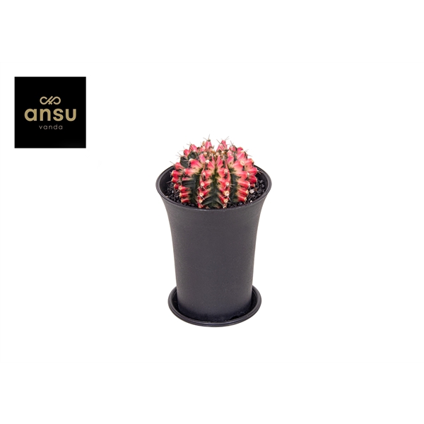 <h4>Gymno Cactus 'Multicolor' XL</h4>