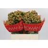 Hypericum Mellow Romance