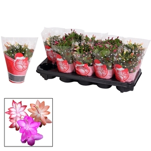 Schlumbergera - 10,5 cm - Mix - in Hofland KERSTHOES