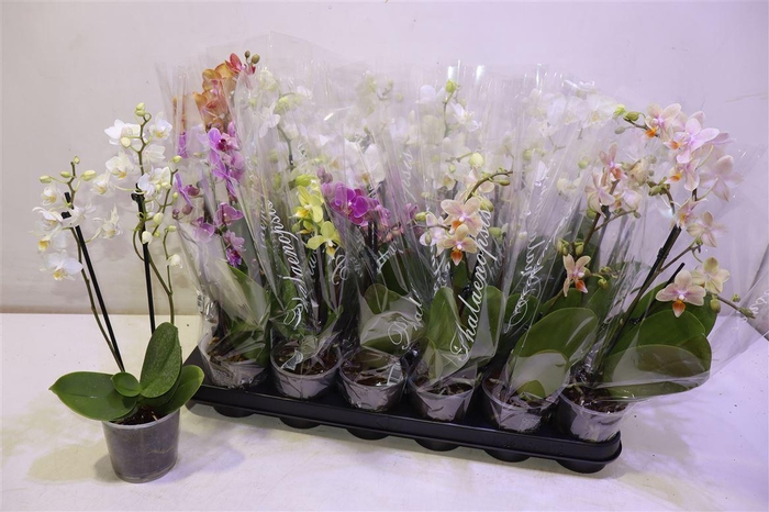 <h4>Phal Gem 4 Kl</h4>