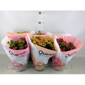 Kalanchoe blos.   ..rosebud mix GR
