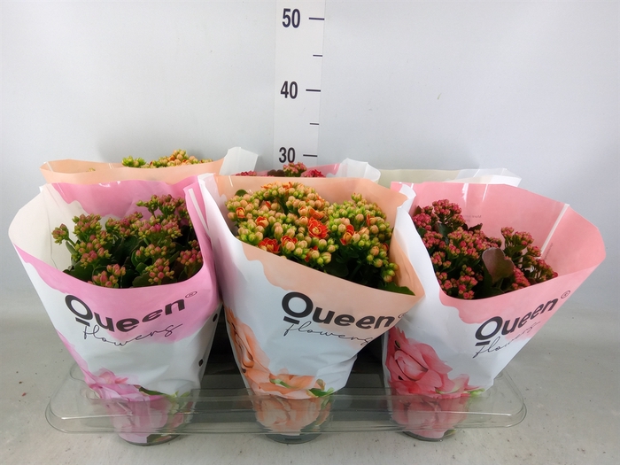 <h4>Kalanchoe blos.   ..rosebud mix GR</h4>