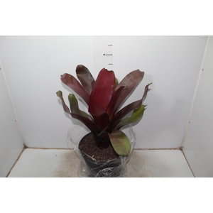BROMELIA IMPERIAL P27 VERMELHO