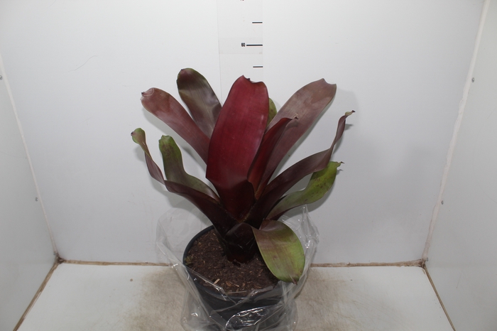 <h4>BROMELIA IMPERIAL P27 VERMELHO</h4>