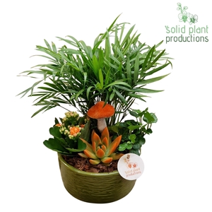 CE003 Loes Green Orange Echeveria