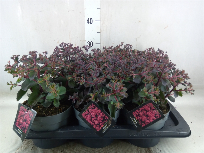 <h4>Sedum telep. 'Seduct Rose Soiree'</h4>