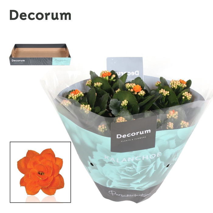 <h4>Kalanchoe Decorum - Orange</h4>