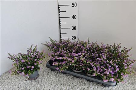 <h4>Cuph Hyssopifolia</h4>