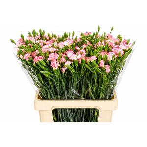 Dianthus Sp Symply Strike