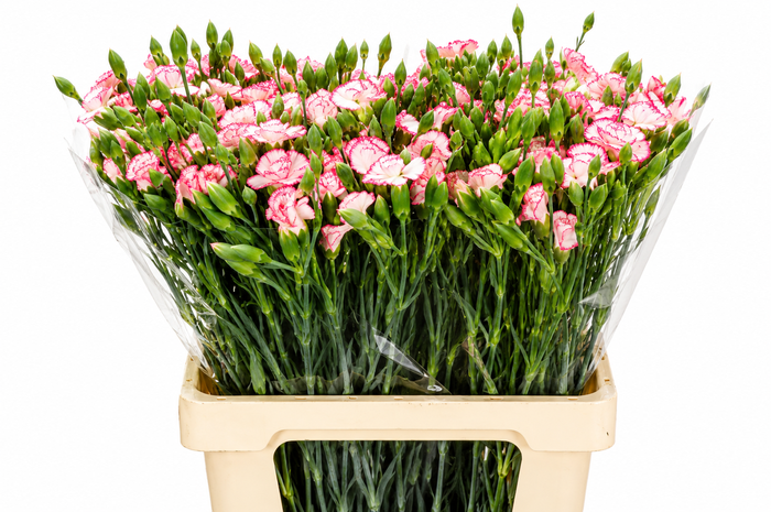 <h4>Dianthus Sp Symply Strike</h4>