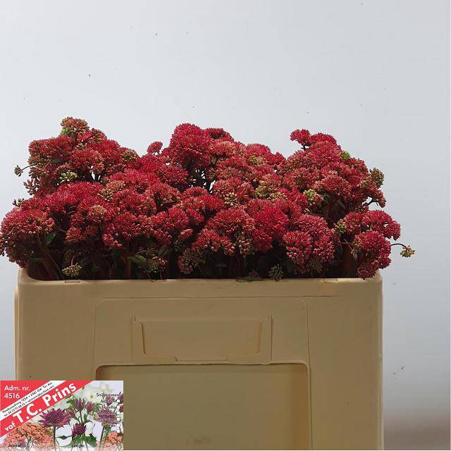 <h4>SEDUM MAGICAL LIZZY</h4>